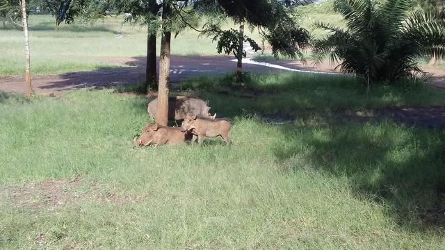 Uhuru Gardens